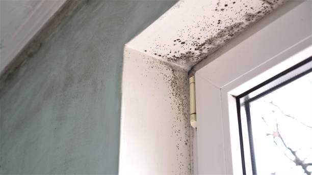 Best Certified Mold Removal  in Cambridge, MD