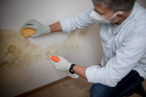 Best Professional Mold Removal  in Cambridge, MD