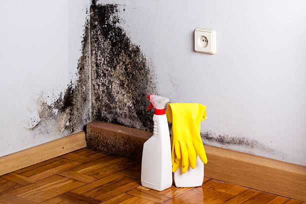 Certified Mold Removal in Cambridge, MD