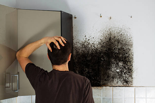 Best Residential Mold Removal  in Cambridge, MD