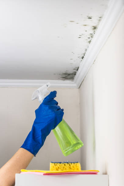 Best Toxic Mold Removal  in Cambridge, MD